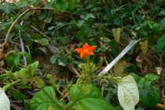 Mussaenda glabrata